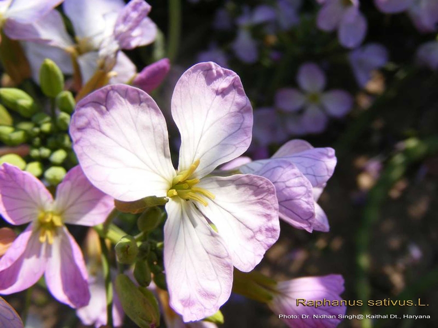 Rotkva (raphanus sativus)